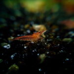 red-fire-garnele