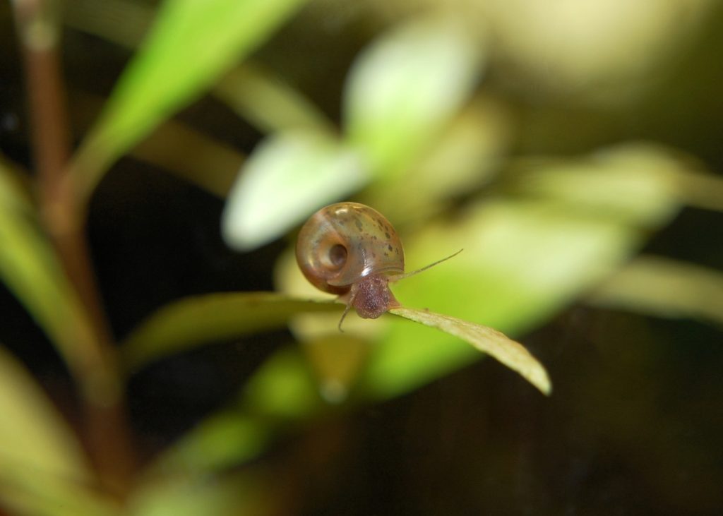 Das Foto zeigt eine Posthornschnecke