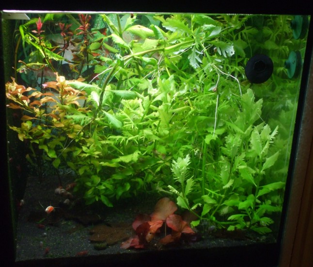 aquarienpflanzen