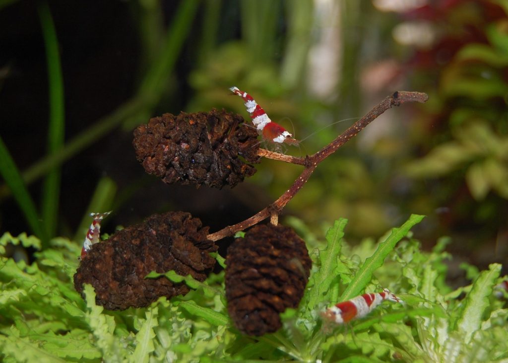 Das Foto zeigt ein Süßwasseraquarium