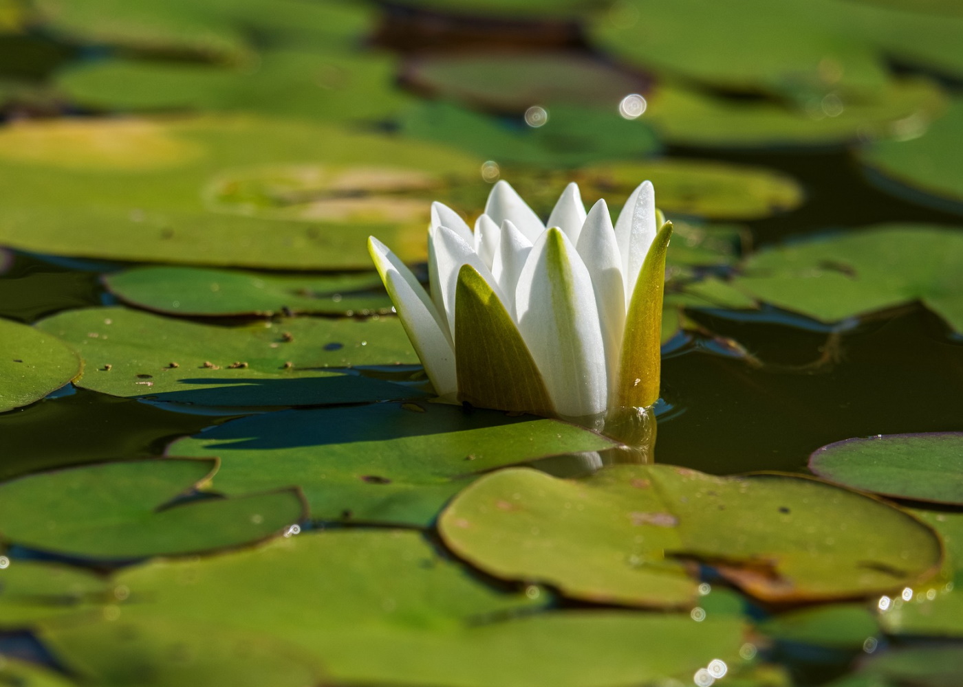 Das Foto zeigt einen Mini-Teich