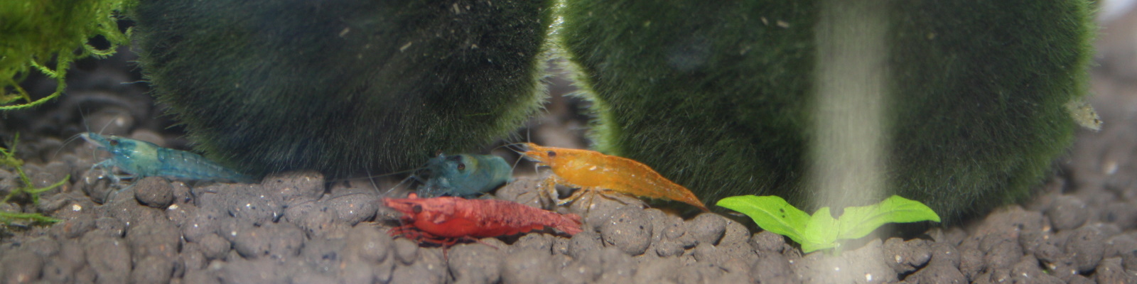 Aquaristik Fachwissen Header