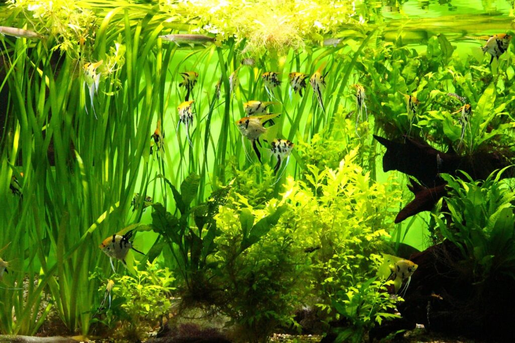 Pflanzen wachsen im Aquarium