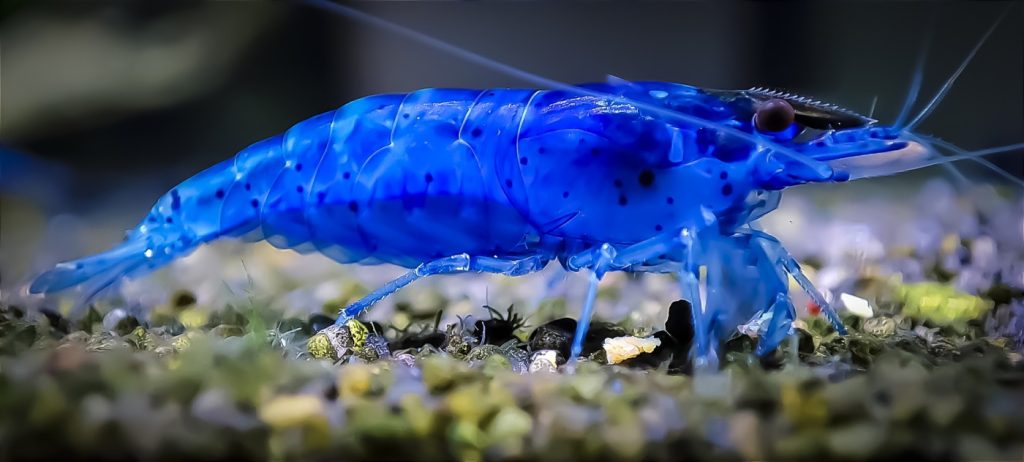 Das Foto zeigt eine blaue Garnele