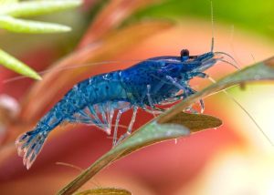 Das Foto zeigt eine Blue Perl Garnele