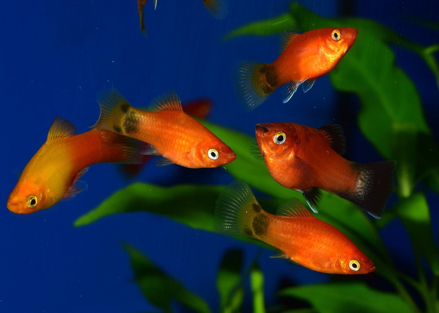 Platy Artikel von Experten der Aquaristik