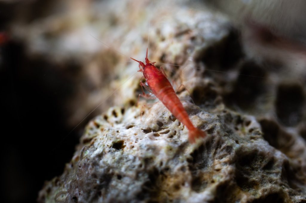 Das Foto zeigt eine Red-Fire-Garnele