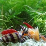 raubturmschnecke-clea-helena
